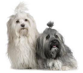 Havanese Dogs Photo