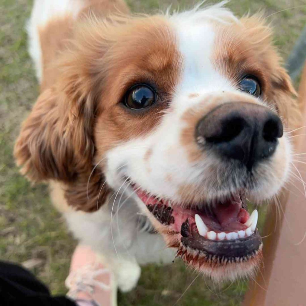 Cavalier king charles spaniel mix dog for adoption in edmonton ab