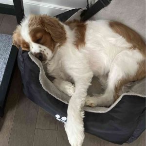 Cavalier king charles spaniel mix dog for adoption in edmonton ab