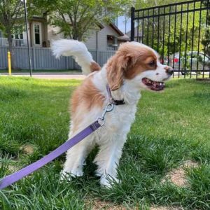 Cavalier king charles spaniel mix dog for adoption in edmonton ab