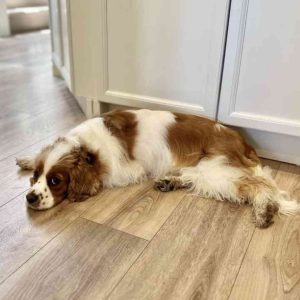 Cavalier king charles spaniel mix dog for adoption in edmonton ab