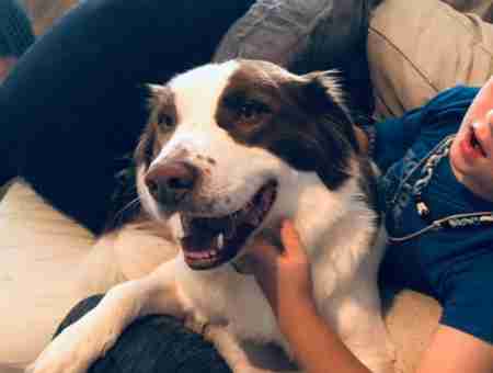 St Bernard Aussie Mix Dog Adoption in Nashville Tennessee