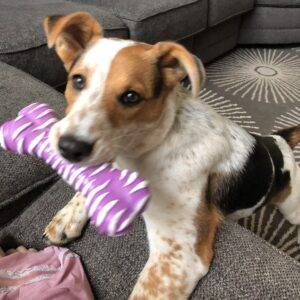 Adopted – higgins – border collie heeler mix dog  saint louis mo