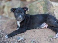 Labrador Retriever Mix Puppy Adoption Denton Texas