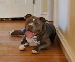 Blue american bulldog for adoption in bluefield va – all supplies included – adopt hobbs