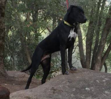 Great Dane Mix Puppy For Adoption Sonora
