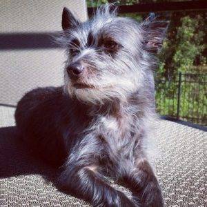 Adorable cairn terrier mix for adoption to loving home in laguna niguel ca – adopt brody today!