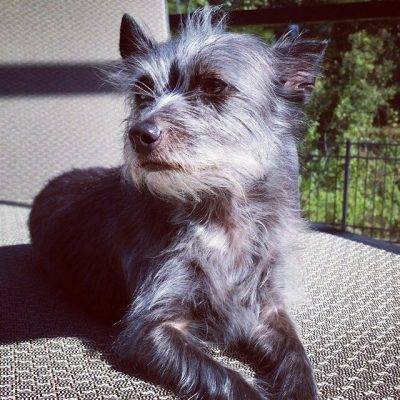 Adorable Cairn Terrier Mix For Adoption to Loving Home in Laguna Niguel CA – Adopt Brody Today!