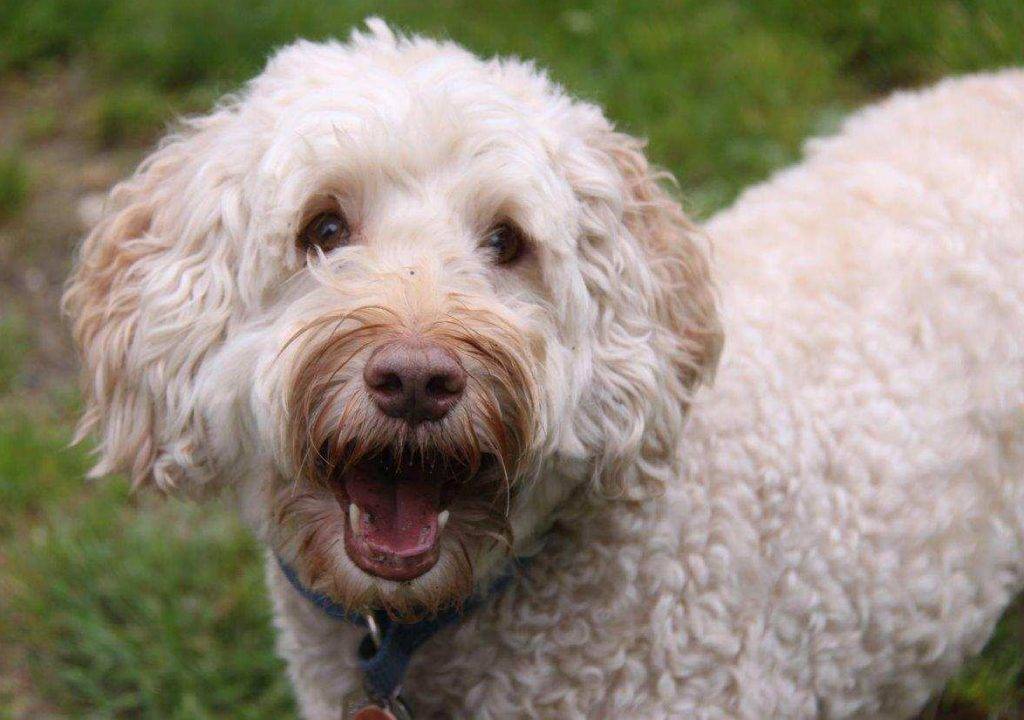 Goldendoodle for adoption in seattle wa - adopt nalle today!