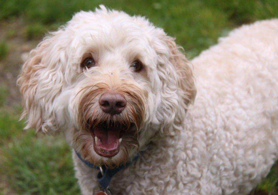 Goldendoodle for adoption in seattle wa