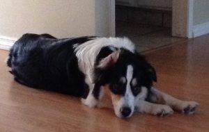 Adopted – collie – great pyrenees – bernese mountain dog mix in calgary ab