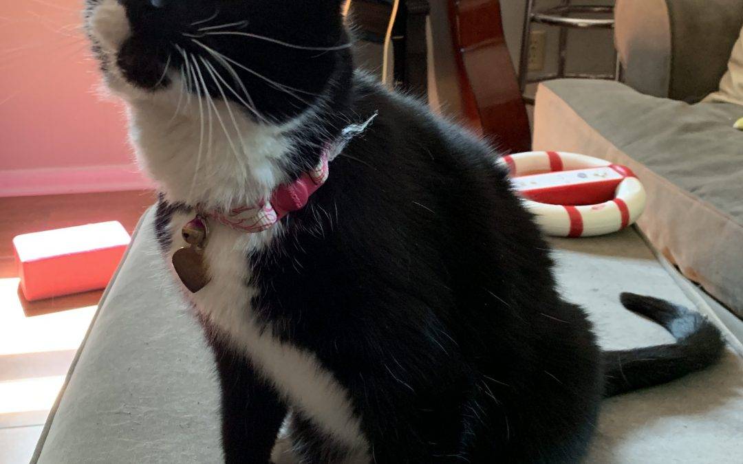 Sweet Senior Black and White Tuxedo Cat For Private Adoption in Atlanta GA – Adopt Lola