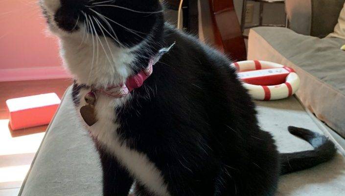 Black and White Tuxedo Cat For Adoption in Atlanta GA