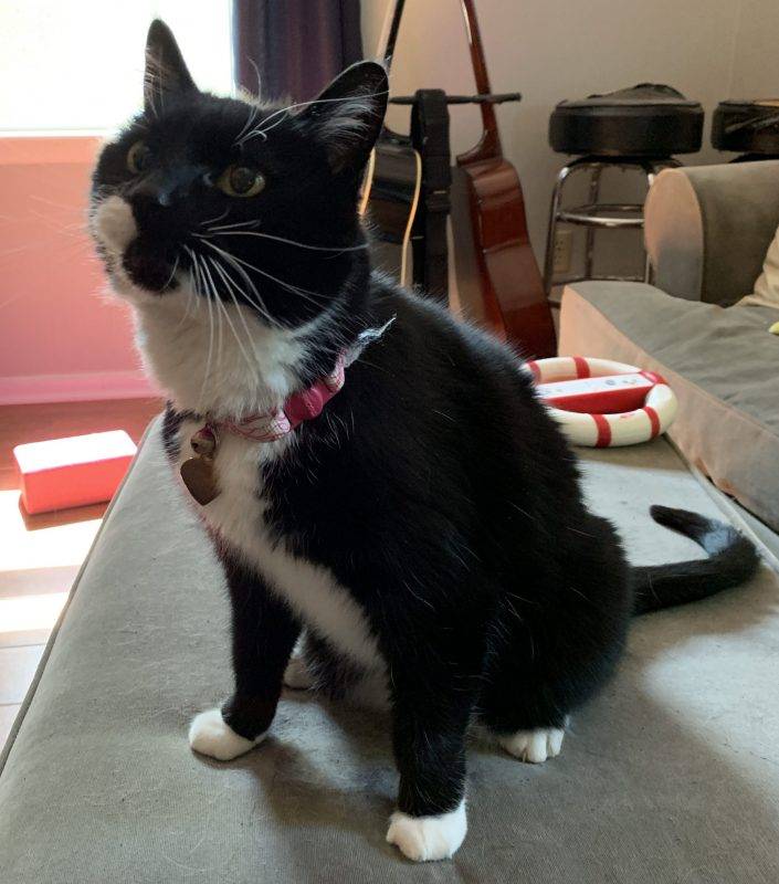 Black and White Tuxedo Cat For Adoption in Atlanta GA