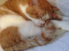 Orange Tabby Cat For Adoption Kansas City MO