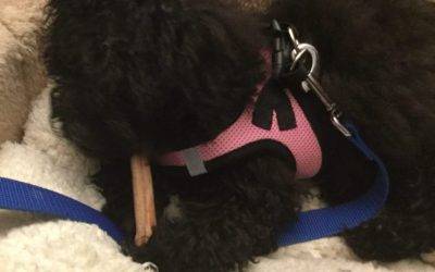Staying with owner – huntington beach ca – adorable 4 mo 3 pound teacup cockapoo puppy – meet willow