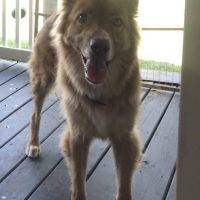 Smoke German Shepherd Husky Mix For Adoption Nashville TN
