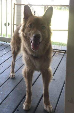 Smoke German Shepherd Husky Mix For Adoption Nashville TN