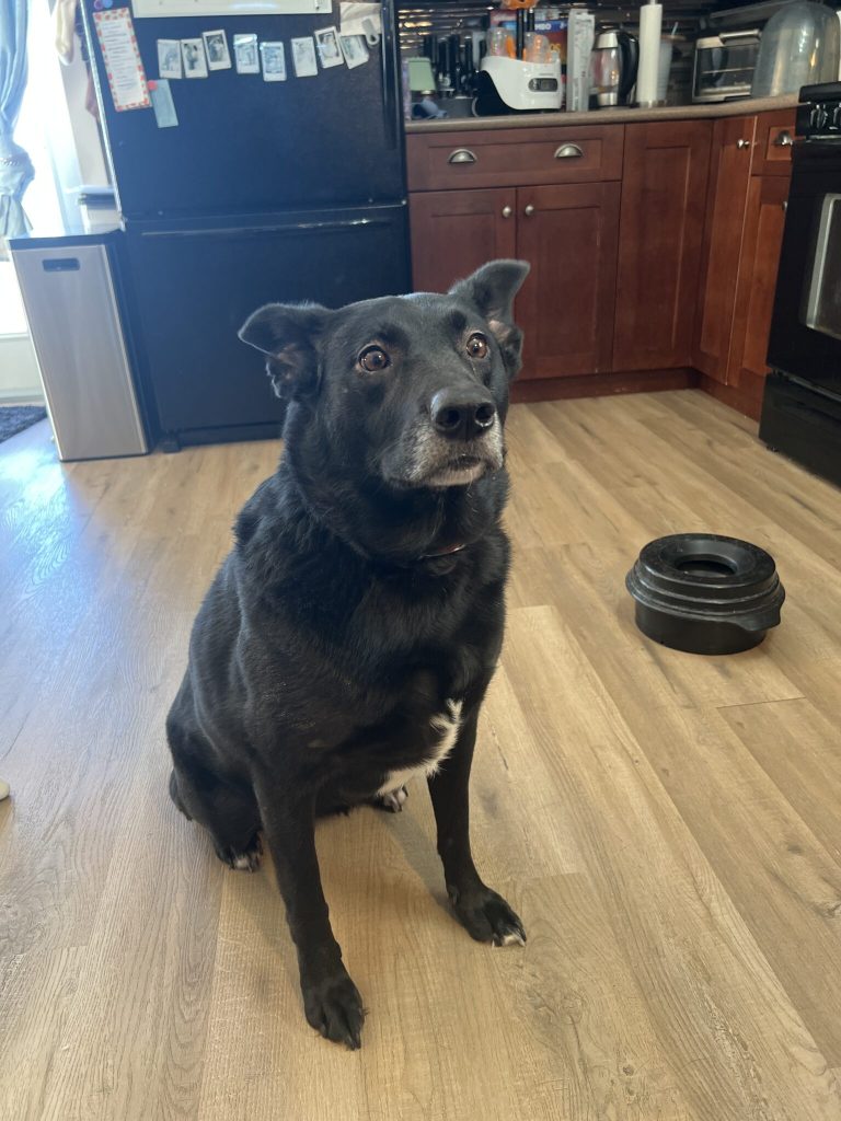 Meet charlotte an adorable labrador retriever border collie mix dog for adoption in lloydminster alberta