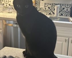 black cat for adoption in houston
