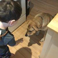Yellow Lab German Shepherd Mix Dog Adoption Fredericton NB