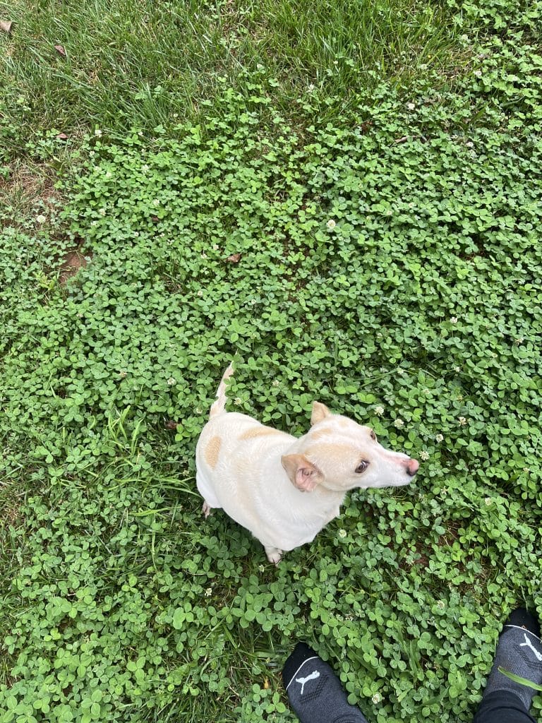 small dog for adoption in anderson Photo small dog for adoption in anderson sc