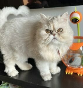 Miniature persian cat for adoption in edmonton – meet posh