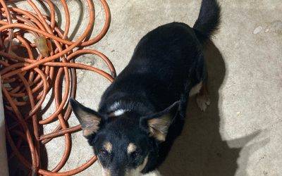 Handsome corgi mix for adoption in wilsonville al – supplies included – adopt clay