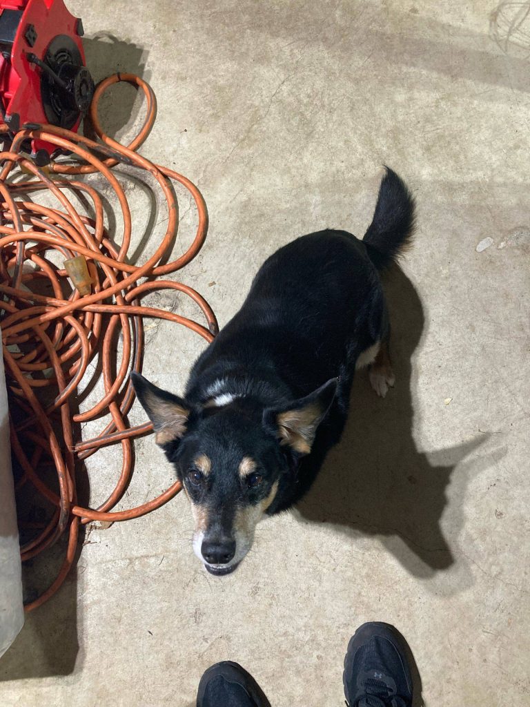 Corgi mix for adoption wilsonville al adopt clay