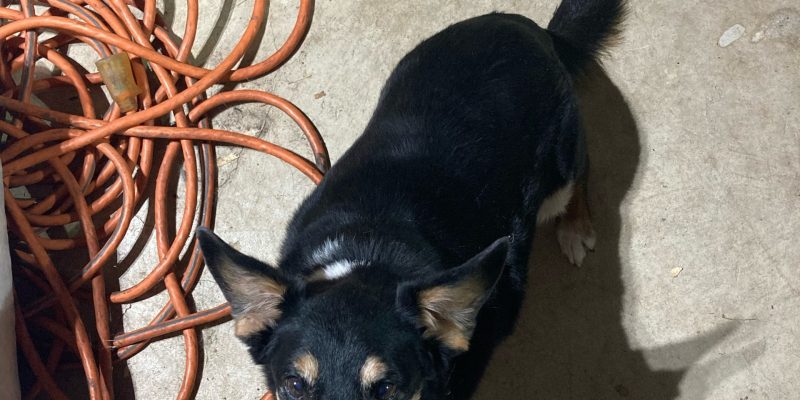 Handsome Corgi Mix For Adoption In Wilsonville AL – Supplies Included – Adopt Clay