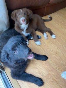 Border Collie Puppies For Adoption in Chula Vista CA