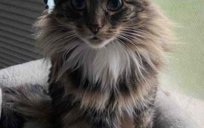Marvelous maine coon mix cat for adoption in edmonton – meet cirilla