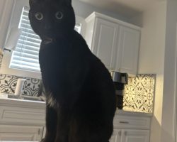 black cat for adoption in houston