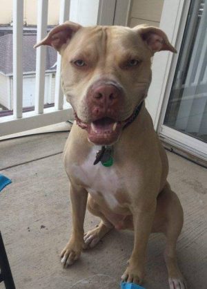 American Pit Bull Terrier For Adoption San Antonio Texas