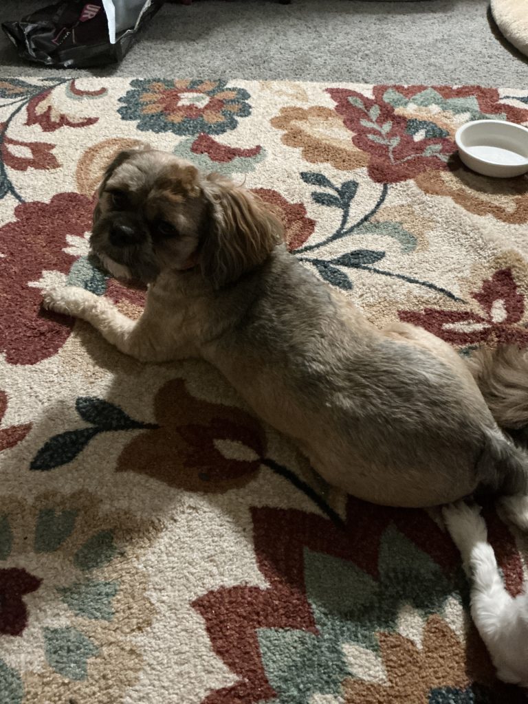 pets for adoption near you Photo Lhasa Apso Dog for Adoption in Latrobe PA – Meet Teddy