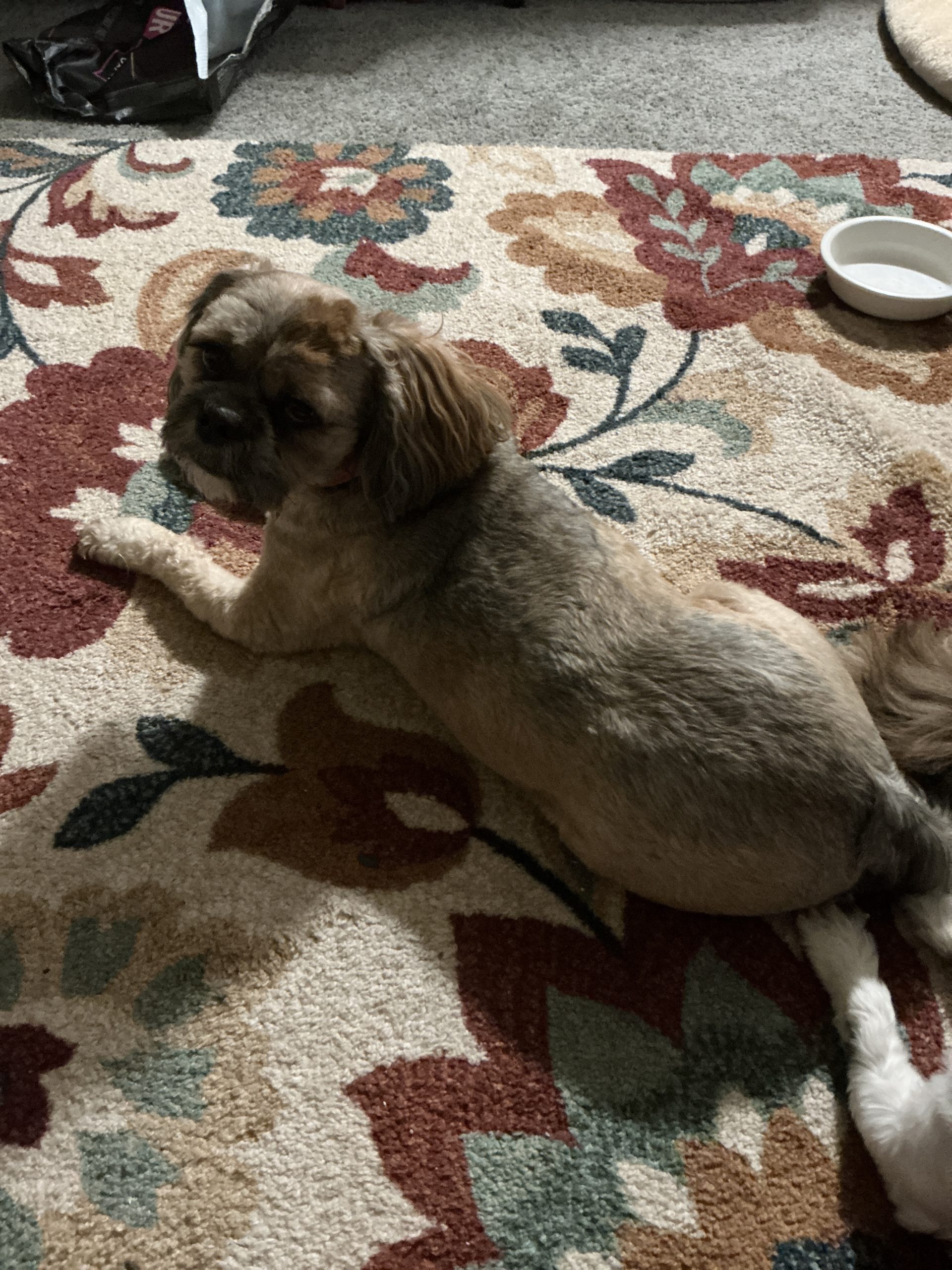 Lhasa Apso Dog for Adoption in Latrobe PA – Meet Teddy
