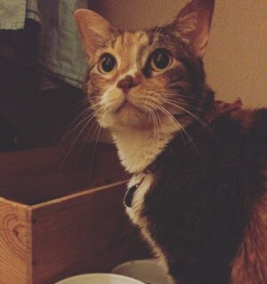 Chatty Charlie – Sweet, Child Friendly Calico Tabby Cat Seeks Loving Home In Austin – Supplies Included