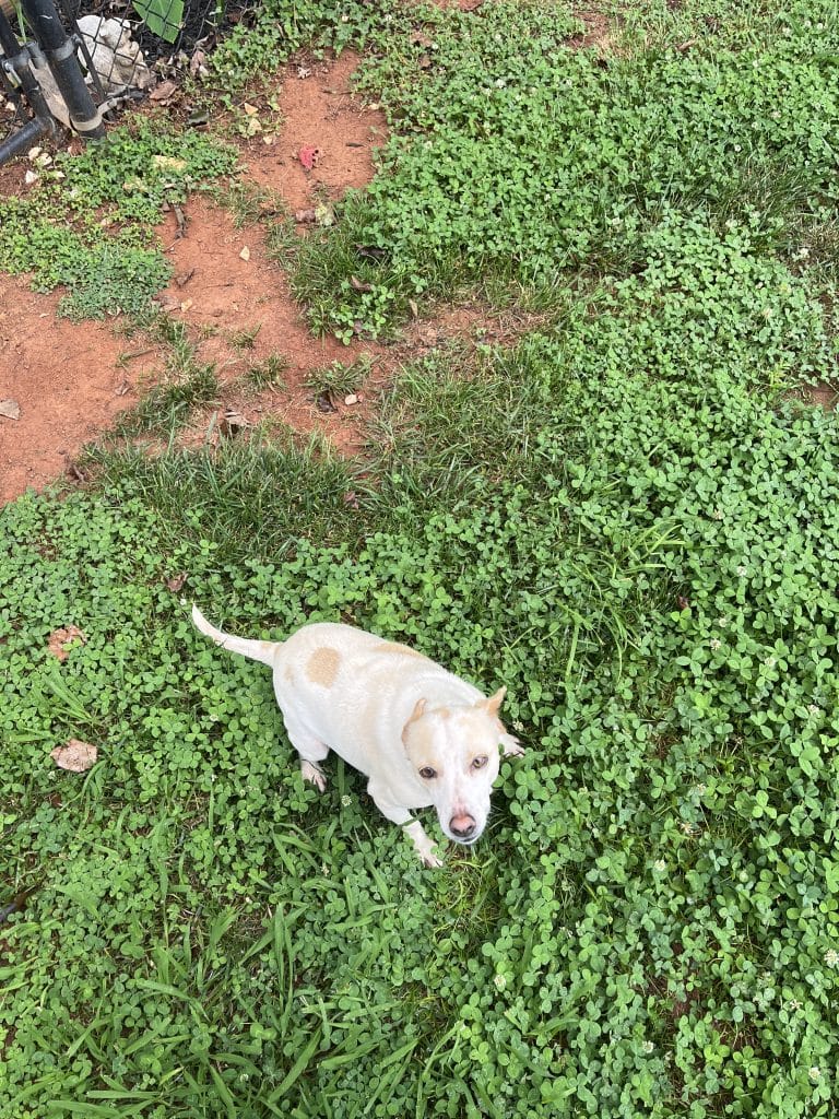 small dog for adoption in anderson Photo small dog for adoption in anderson sc
