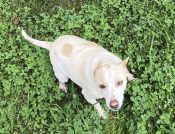 Small Dog For Adoption In Anderson Sc
