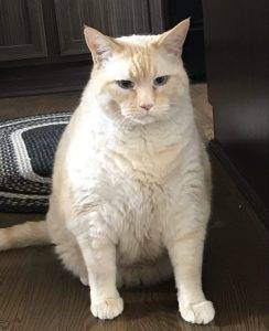 Rehomed – kenny – ragdoll orange tabby mix cat near denver, co
