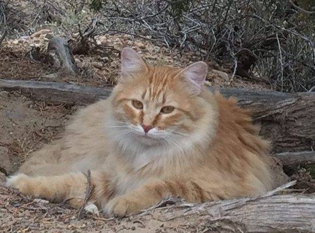 ADOPTED – Orange Tabby Female Maine Coon Mix Cat in Emery South Dakota