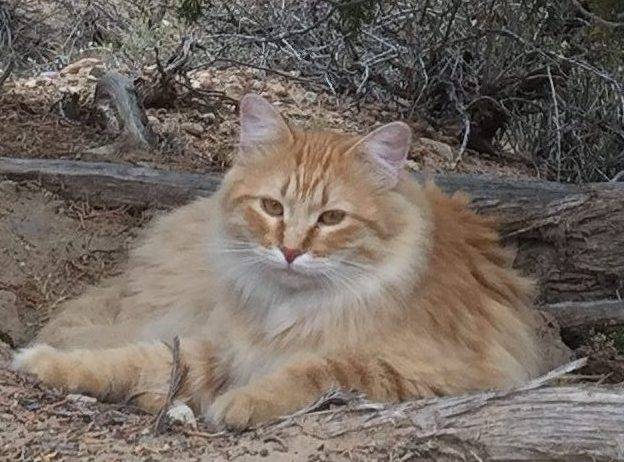 Adopted – orange tabby female maine coon mix cat in emery south dakota