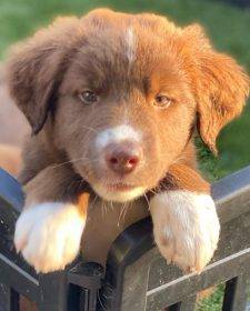 Red And White Border Collie Puppy To Adopt In Chula Vista Ca