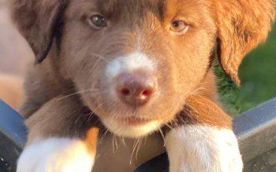 Border collie puppies for adoption in chula vista ca – supplies included