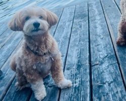 Havanese dog for adoption in toronto