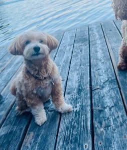 havanese dog for adoption in toronto