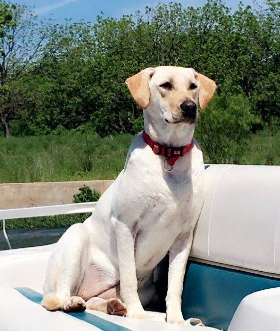 REHOMED – Scout – 1 Year Old AKC Yellow Lab