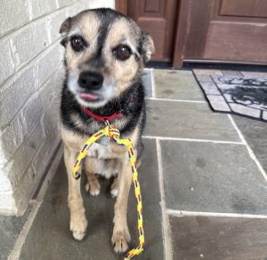 chipin dog for adoption in charlotte