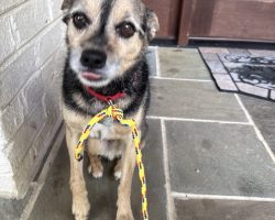 chipin dog for adoption in charlotte