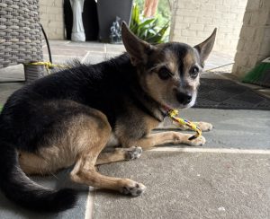 chipin dog for adoption in charlotte
